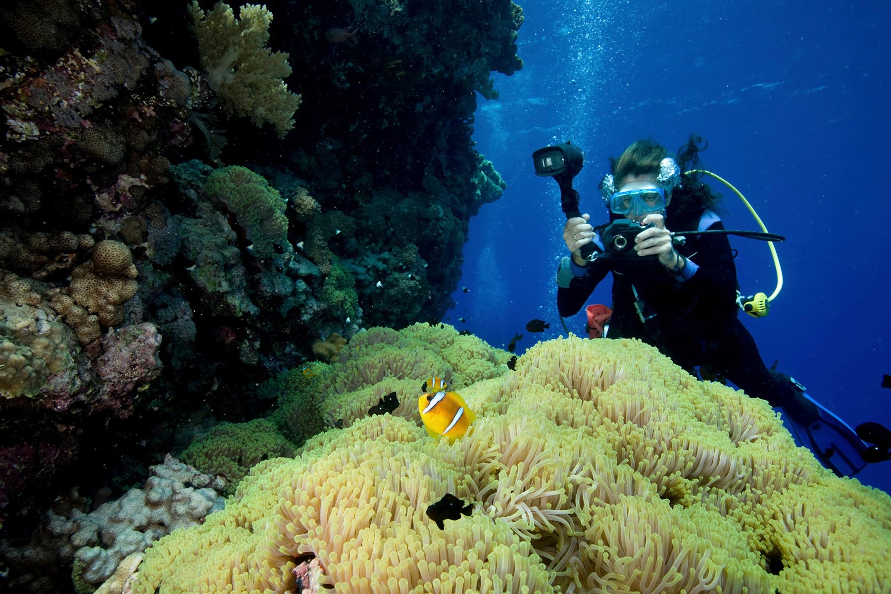 a-carpet-of-green-from-a-gigantic-sea-anemone-stic-small.jpg